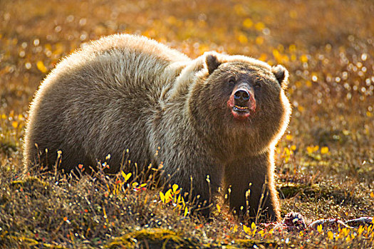 大灰熊,棕熊,女性,保护,北美驯鹿,肉,理查森山脉,戴珀斯特公路,育空,加拿大
