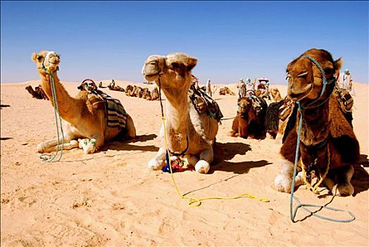 休息,骆驼,沙漠,突尼斯,靠近,绿洲,城镇,杜兹
