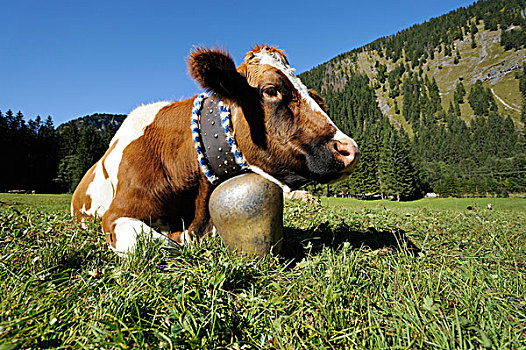 母牛,穿,铃,卧,草地,赶牛,山谷,提洛尔,奥地利,欧洲