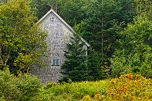 老,小屋,树,新斯科舍省,加拿大