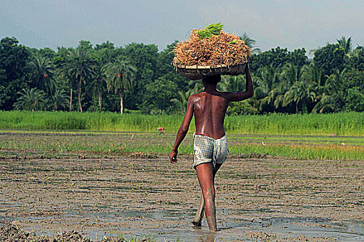 农民,稻田,陆地,孟加拉,七月,2007年