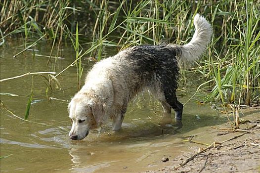 脏,金毛猎犬,母狗,站在水中