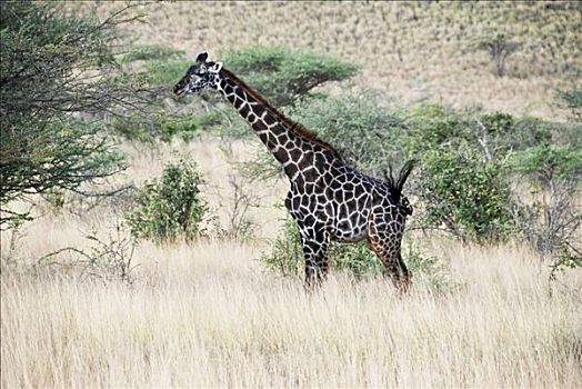 罗特希尔德长颈鹿,长颈鹿,萨布鲁国家公园,肯尼亚,非洲