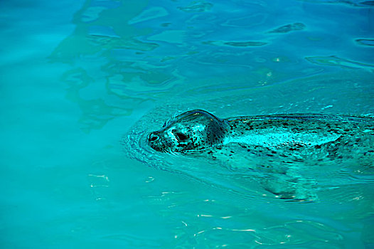 一只游泳的海狮