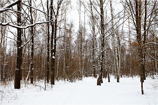 边缘,积雪,树林