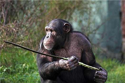 黑猩猩,拿着,棍