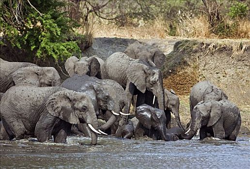 坦桑尼亚,国家公园,大象,喝,河