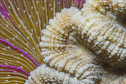 脑珊瑚,菌类,珊瑚