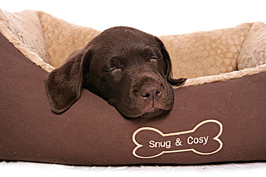 家犬,巧克力拉布拉多犬,雄性,小狗,睡觉,床