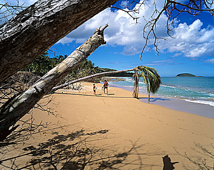 热带沙滩,瓜德罗普,法国人,西印度群岛