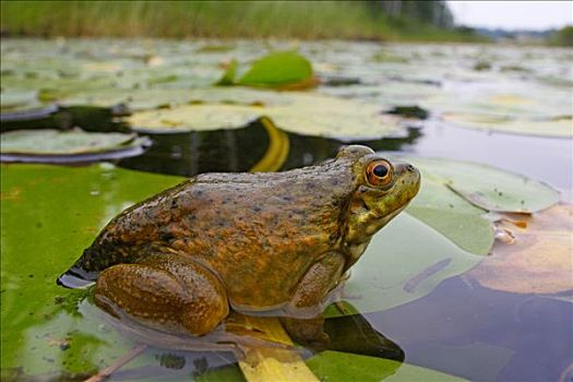 青铜,青蛙,荷叶,新斯科舍省,加拿大