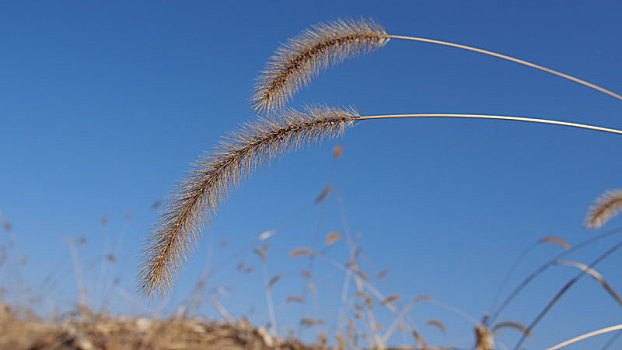 狗尾巴草,畅想