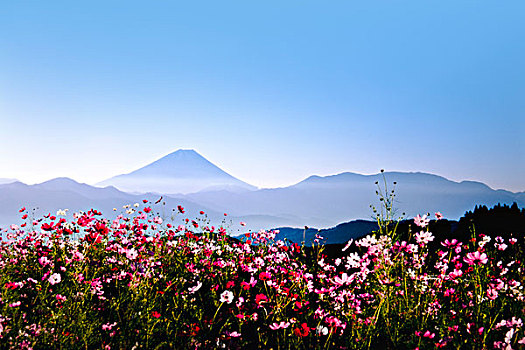 花,山,富士山