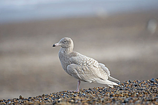 海鸥,幼小,第一,冬天,羽毛,站立,海滩,诺福克,英格兰,英国,欧洲
