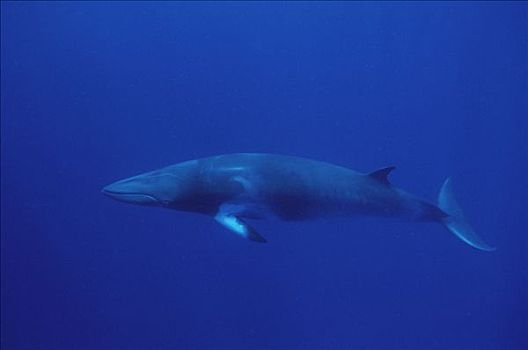 矮小,小须鲸,水下,肖像,西澳大利亚