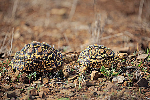 豹,龟,成年,情侣,克鲁格国家公园,南非,非洲