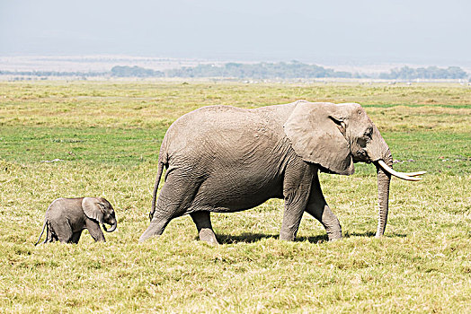 雌性,非洲象,幼兽,安伯塞利国家公园,肯尼亚