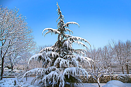 中国冬季白色的雪覆盖在树上