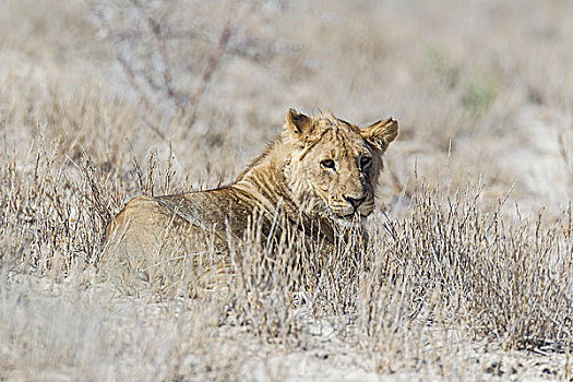 狮子,埃托沙国家公园,纳米比亚,非洲