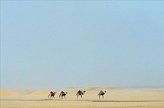 骆驼,走,沙漠