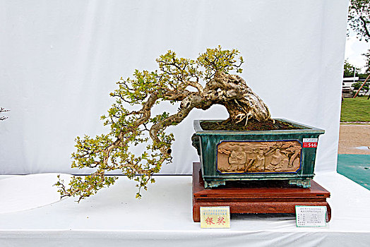 盆景,盆栽,会员作品,银奖,广东盆景协会30周年