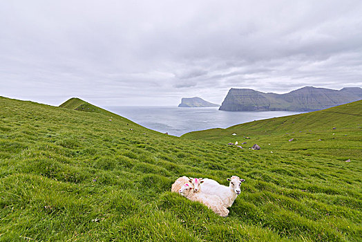 绵羊,草地,岛屿,法罗群岛,丹麦