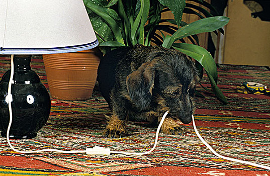 达克斯猎狗,咀嚼,电,线缆
