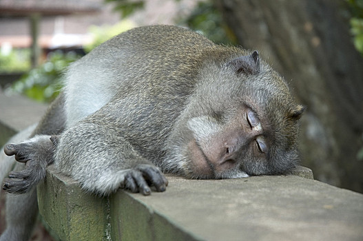 猴子怎么睡觉姿势图片图片