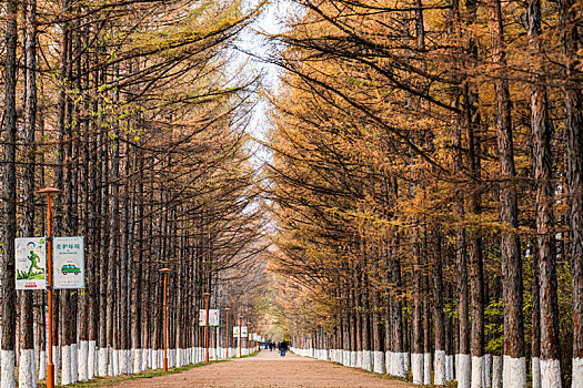 黄金大道-中国长春百木园秋季风景