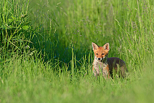 幼兽,红狐,狐属,黑森州,德国