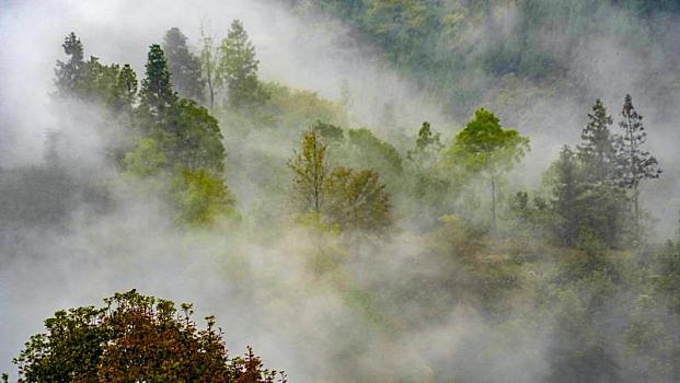 重庆酉阳,晨雾彩林共绘乡村美景