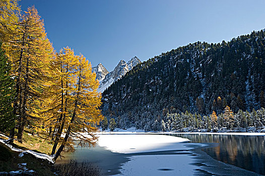 湖,秋天,落叶松属植物,雪,瑞士,欧洲
