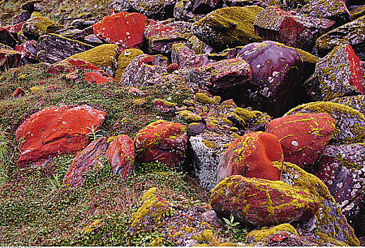 石头,遮盖,红色,苔藓,西区国家公园