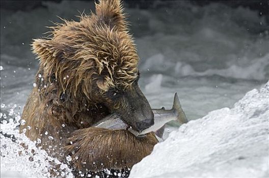 棕熊,紧握,新鲜,抓住,三文鱼,堪察加半岛,俄罗斯