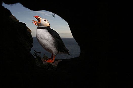 大西洋角嘴海雀,北极,正面,窝,悬崖,西部,峡湾,冰岛