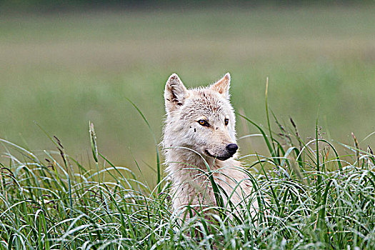 狼,卡特麦国家公园,阿拉斯加,美国