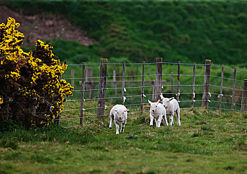 三个,绵羊,土地,栅栏,诺森伯兰郡,英格兰