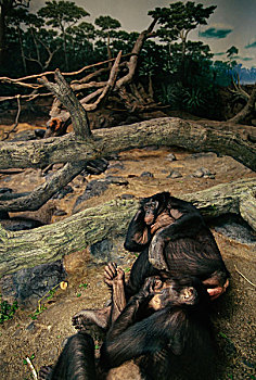 倭黑猩猩,人造居住环境,模仿,刚果,树林,辛辛那提,动物园,俄亥俄