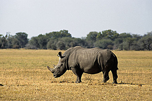 津巴布韦,万基国家公园,黑犀牛