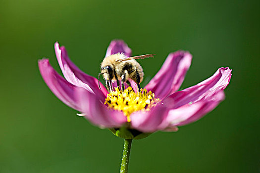 蜜蜂,花粉,紫色,天宇,花