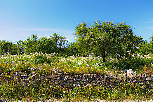 天然石,墙壁,杏树,半岛,穆拉,省,爱琴海,土耳其,亚洲