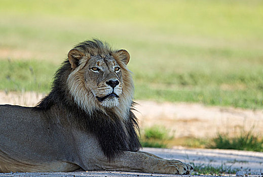 狮子,雄性,休息,下雨,季节,绿色,环境,卡拉哈里沙漠,卡拉哈迪大羚羊国家公园,南非,非洲