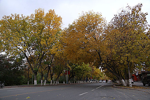 秋季的街道塔城