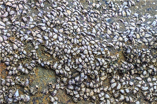 牡蛎,壳,石头
