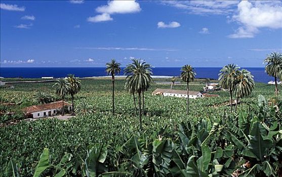 香蕉,种植园,特内里费岛,加纳利群岛,西班牙,欧洲