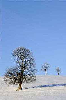 赤杨,欧洲,桤木,普通,普通赤杨,雪中,德国