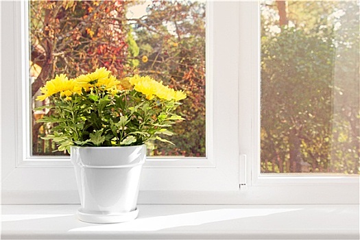 花盆,黄色,菊花,窗台
