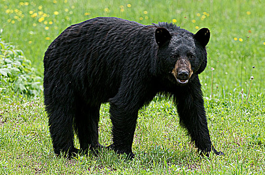 野生,雄性,黑熊,美洲黑熊,头部,睡觉,巨大,省立公园,安大略省,加拿大