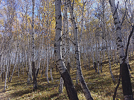 内蒙古乌兰布统的桦树林