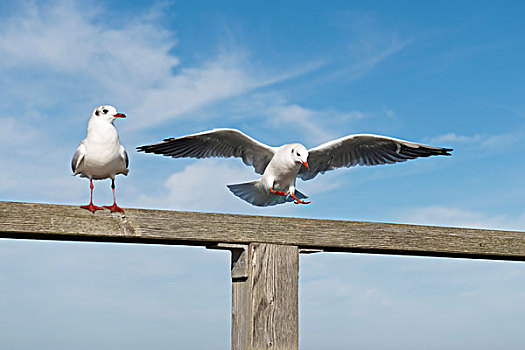红嘴鸥,海鸥,站立,栏杆,开始,梅克伦堡前波莫瑞州,德国,欧洲